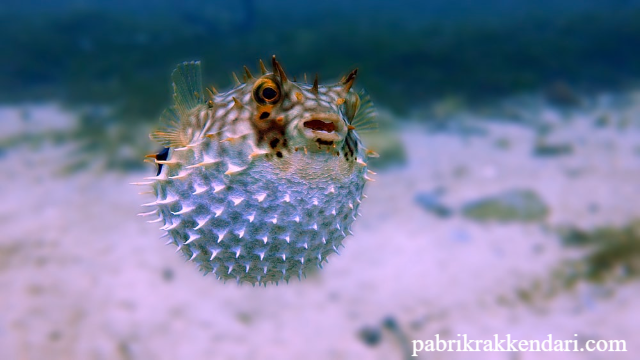 Ikan Paling Mematikan di Dunia